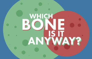Text as image: Which bone is it anyway